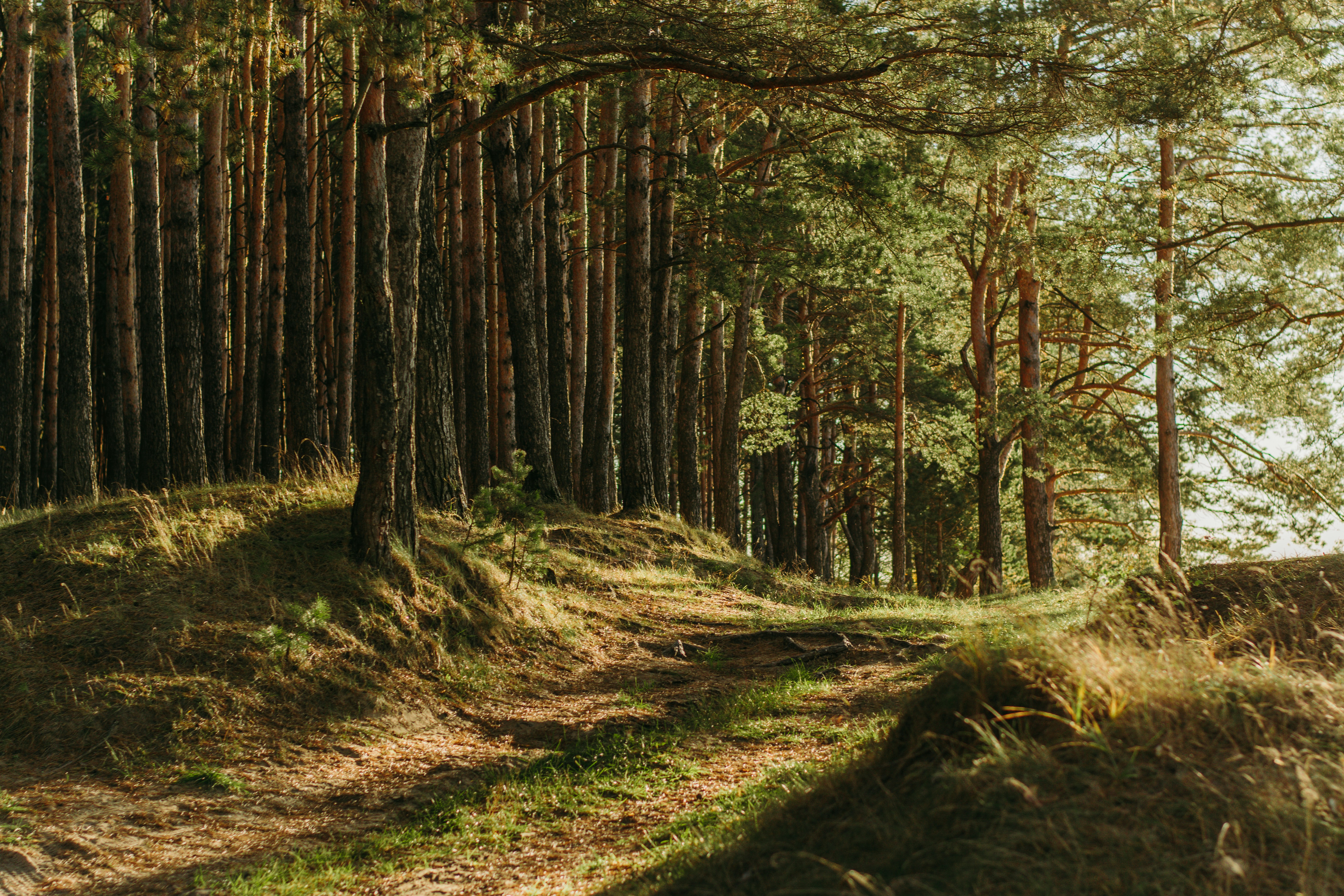Entre la calma y la inspiración: un paseo por el bosque