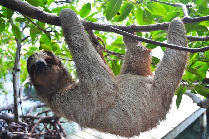 animal and sloth park
